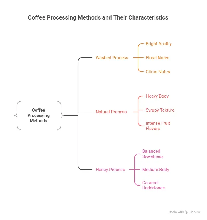 Coffee Production: What Are the Three Coffee Processing Methods? 2 Coffee processing methods